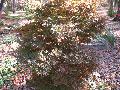 Shaina Maple